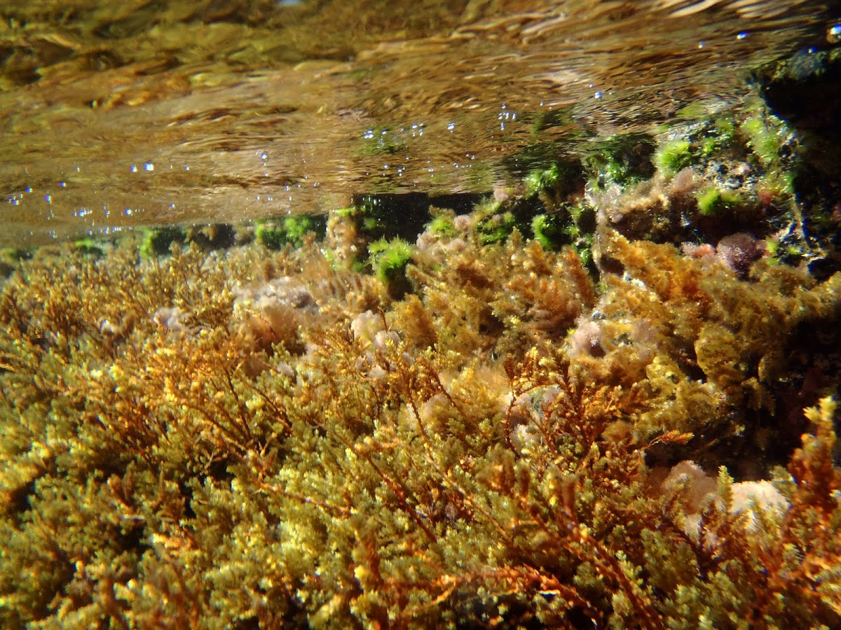 Cystoseira mediterránea (alga parda)