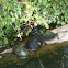 Swamp turtles