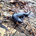 Mississippi slimy salamander