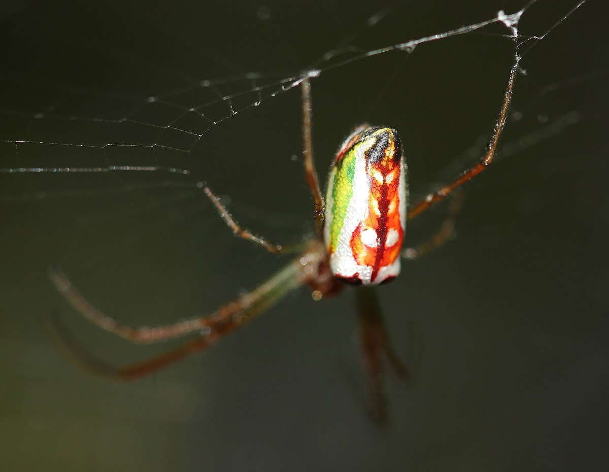 Festive Vlei Spider