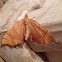 Lesser Grapevine Looper Moth - Hodges#7196