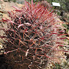 Baja Fire Barrel Cactus