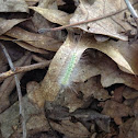 Fall webworm moth caterpillar