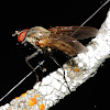 Anthomyiidae fly