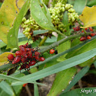 Leaffooted bug nymphs