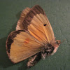 Orange Sulfur (Alfalfa Butterfly)