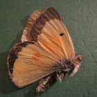 Orange Sulfur (Alfalfa Butterfly)