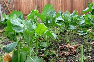 Mixed Greens ( With Collard Greens, Mustard Greens, Russian Red Kale, Chard Toscano) 