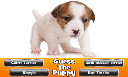 Guess The Puppy 2 Trivia