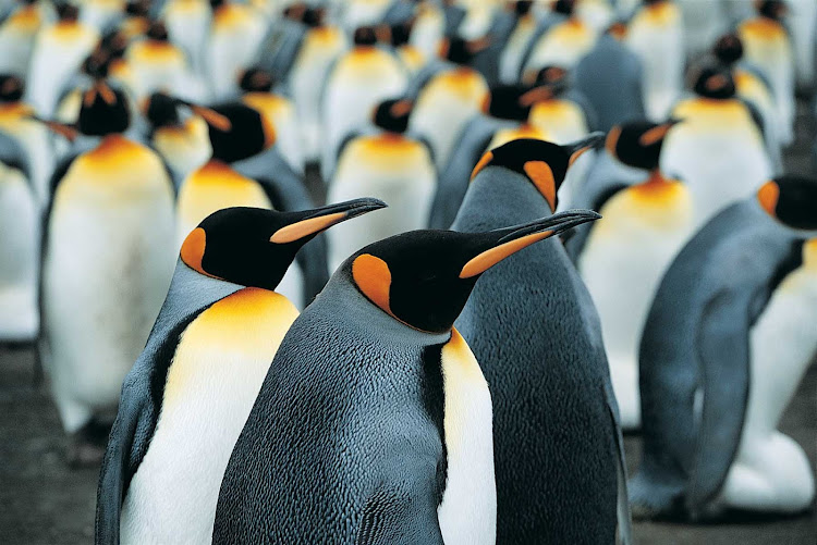 Visit distinctive-looking king penguins in the southern climes of New Zealand when you sail with Silver Discoverer.
