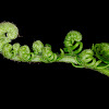 Common bracken, helecho águila