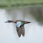 Blue-winged Teal