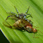 jumping spider & weaver ant (alate queen)