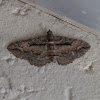 Black-lined Carpet Moth