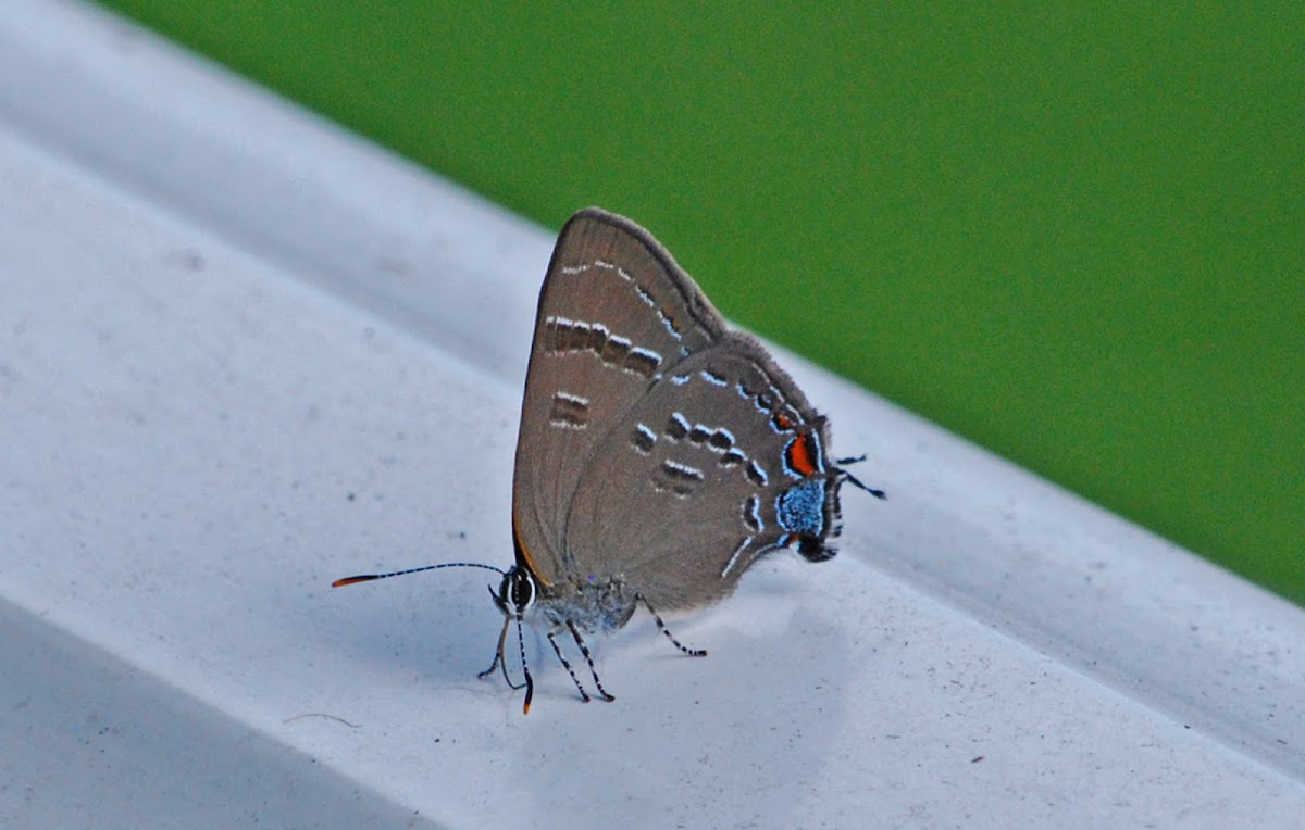 Grey Hairstreak Butterfly