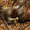 Snail mating