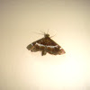 Hawaiian beet webworm moth