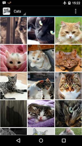 Cats and Kittens Wallpapers