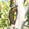 Lace Monitor or Goanna