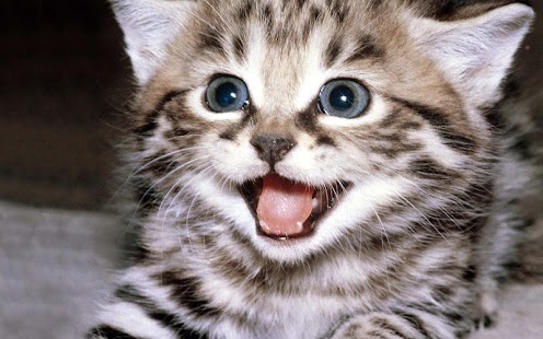 How to mod Cute Kitten Wallpaper 1.01 mod apk for pc