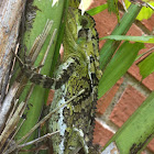 Cutete verde, Guatemalan Helmeted Basilisk