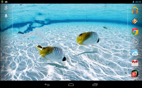 Fishes Near Bora-Bora