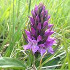 Southern marsh orchid