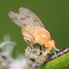 orange fruitfly