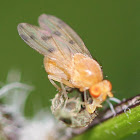 orange fruitfly