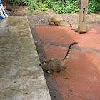 South American Coati