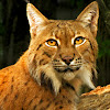 Eurasian Lynx - Nashville Zoo
