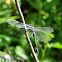 Slaty Skimmer Dragonfly (male)