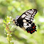 Dingy Swallowtail Butterfly
