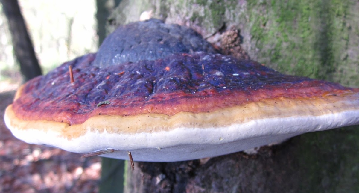red banded polypore