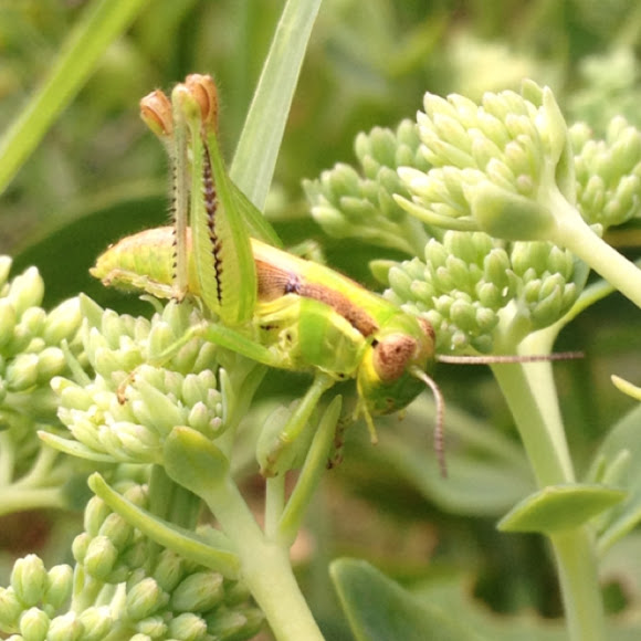 Differential (nymph) Project Noah