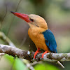 Stork-billed Kingfisher