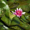 Nymphaea Water Lily