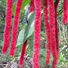 Philippines Medusa (or Giant Chenille Plant or Red Hot Cat's Tail)