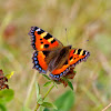 Small Tortoiseshell