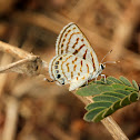 Rounded Pierrot