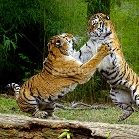 Cat Fight by John Larson - Animals Lions, Tigers & Big Cats