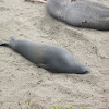 Northern Elephant Seal (female)