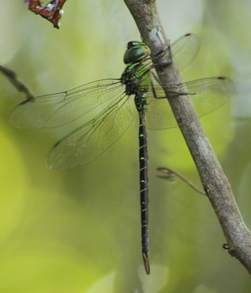 Regal Darner Dragonfly