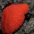 Red Raspberry Slime Mold