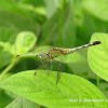 Green Marsh Hawk