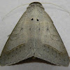Withered Mocis Moth