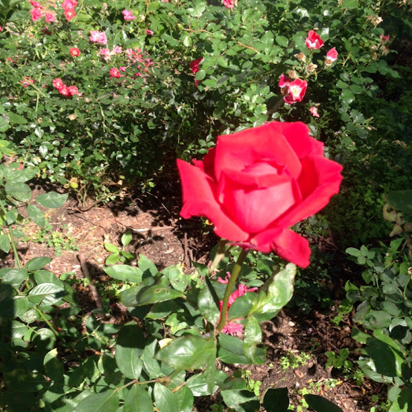 Rose | Project Noah