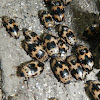 Four Spotted Fungus Beetle