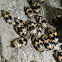 Four Spotted Fungus Beetle