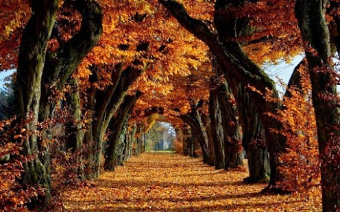 How to install Autumn Nature HD Wallpaper patch 1.0 apk for laptop